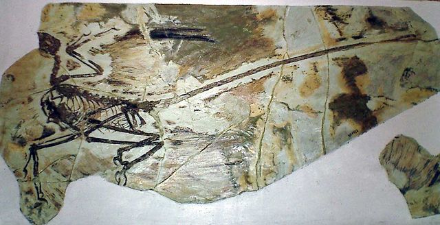 Microraptor