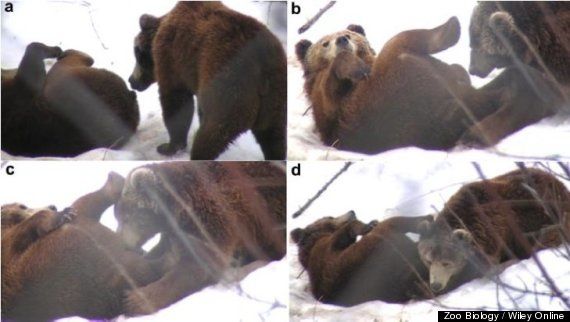Grizzlis