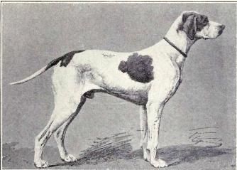 Un braque Saint-Germain en 1915. La même race qu'Ulysse, le fidèle compagnon de Roger Grenier