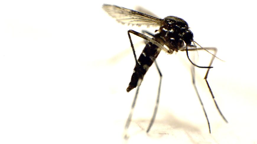 Le moustique Aedes Albobictus vecteur du Chikungunya