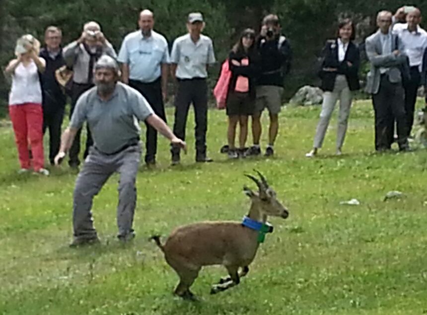 Bouquetin réintroduit dans les Pyrénées