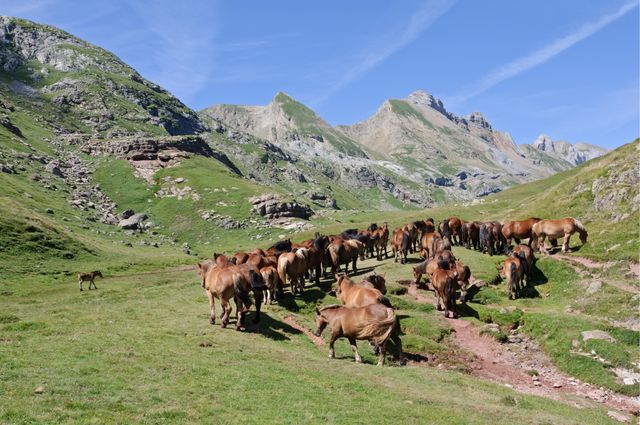 Troupeau de chevaux