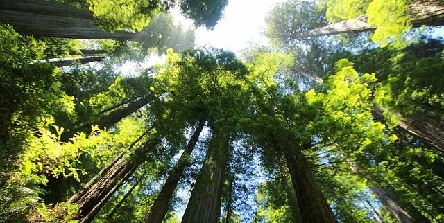 Forêt de séquoias