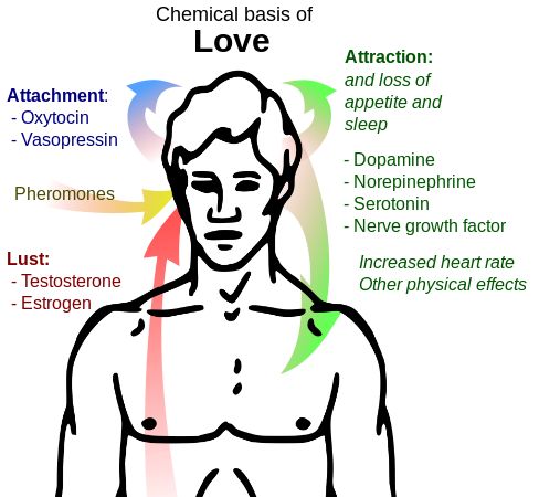 L'amour, une affaire de chimie