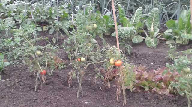 Les premières tomates commencent à rougir