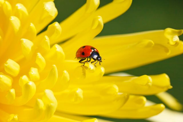 Coccinelle