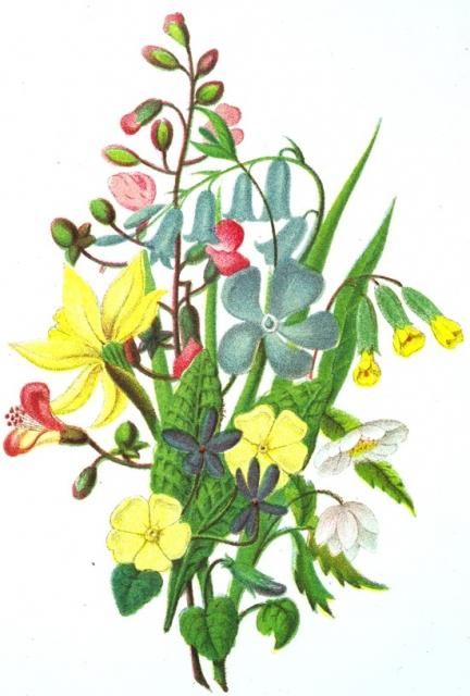 Fleurs bleues, jaunes et roses