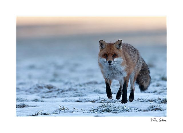 Renard en chasse