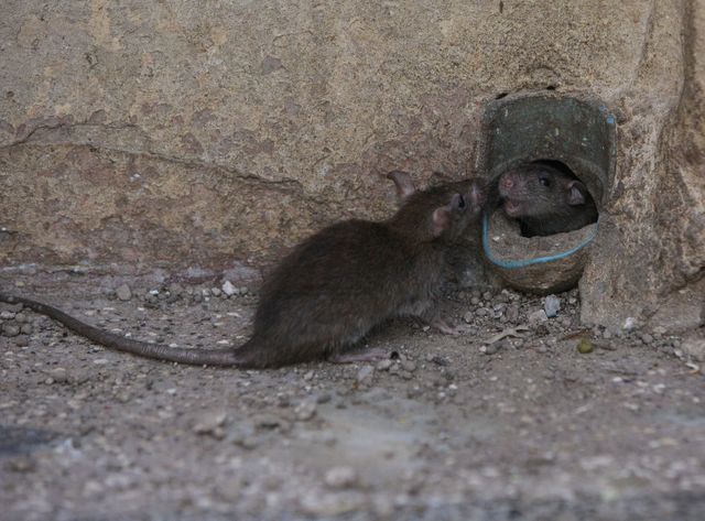 Rats