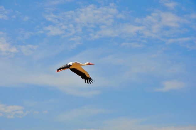 Cigogne blanche en vol