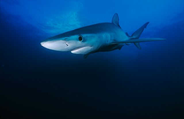 Un requin bleu - image d'illustration