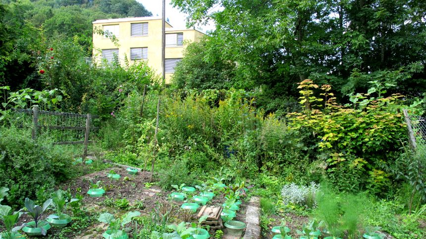 Depuis six mois, les résidents cultivent ensemble un potager