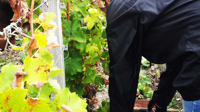 Les vendanges l'an passé au château Haut-Brion en Pessac-Léognan