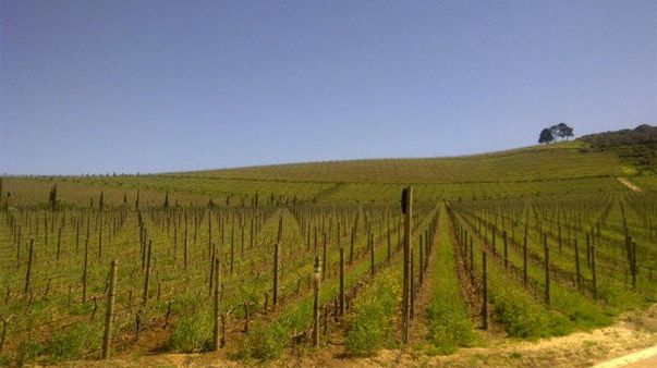 VISUEL vignes domaine DeMorgenzon - mea 603 380