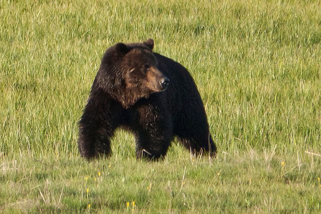 Approaching Grizzly