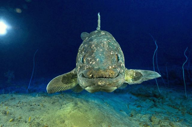 Le coelacanthe nous sourit