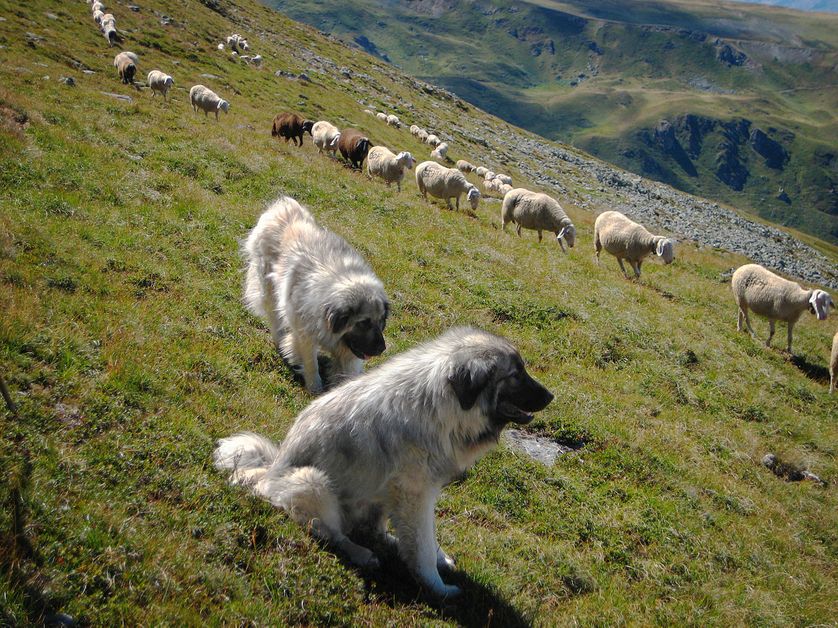 chiens de berger yougoslave Charplanina