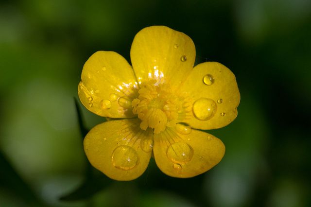 le bouton d'or