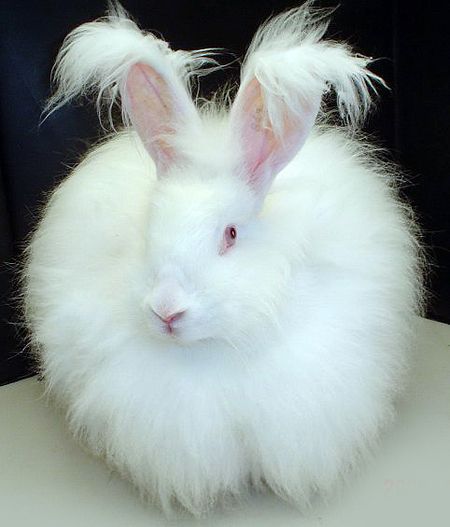 lapin angora