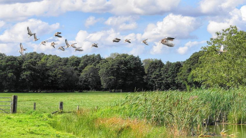 Le réveil des oiseaux, un épisode ornithologique des Menus plaisirs ! © D.R.