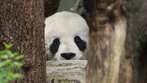 Panda au Musée de San Diego