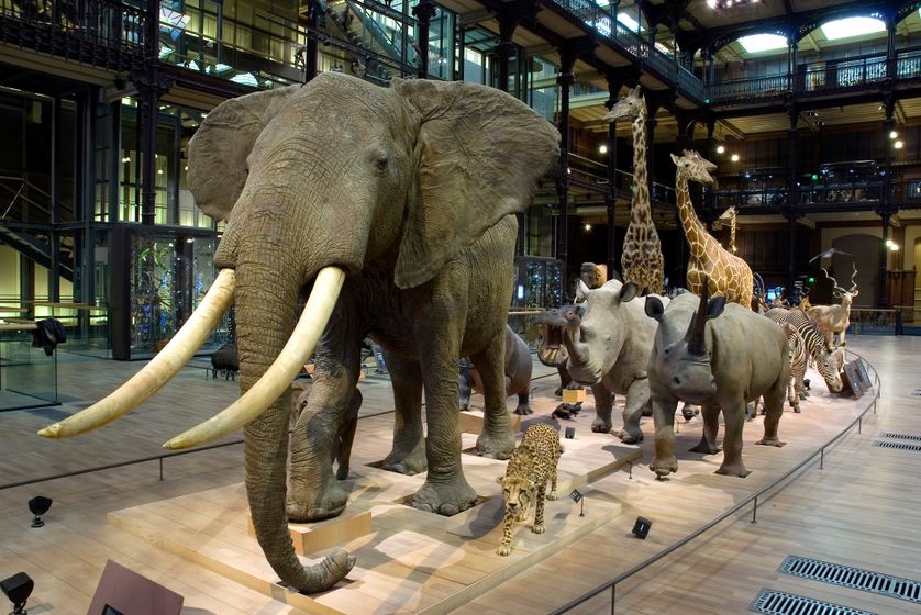 Grande galerie de l'évolution