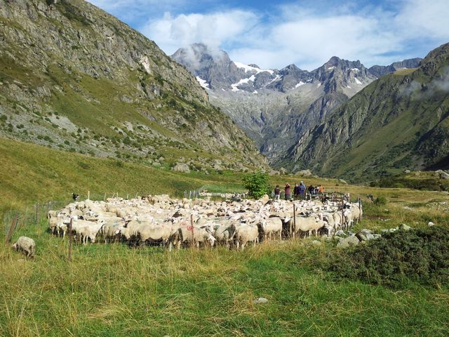 300 loups ont été recensés en France