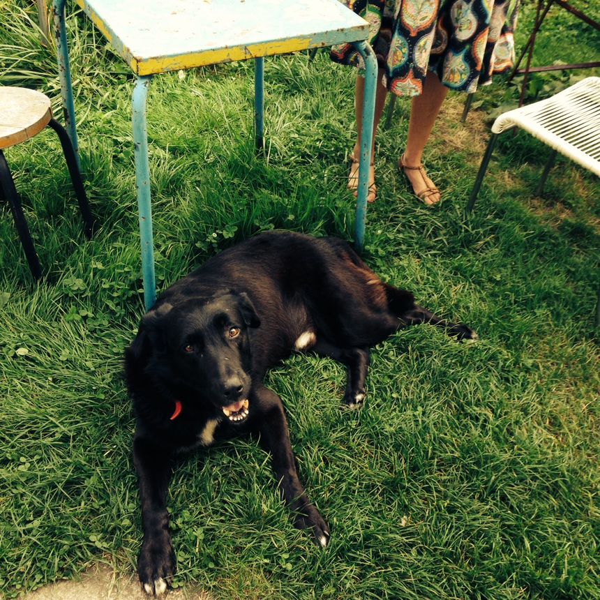 Le chien Saccage