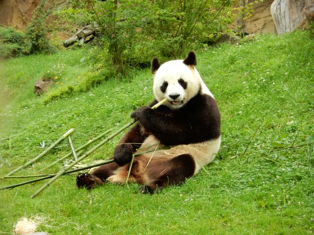 La WWF s'alarme de la disparition de la moitié des animaux sauvages
