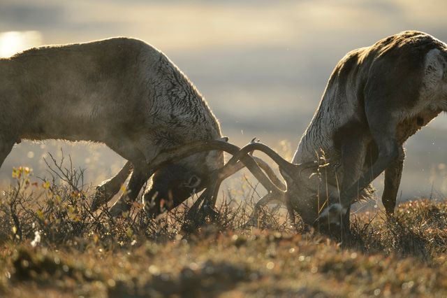 Scandinavie, l'appel du Nord 3