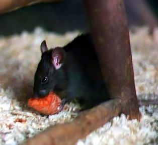 Le rat noir