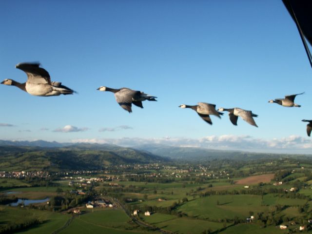 Bernaches nonnettes au dessus des monts du Cantal