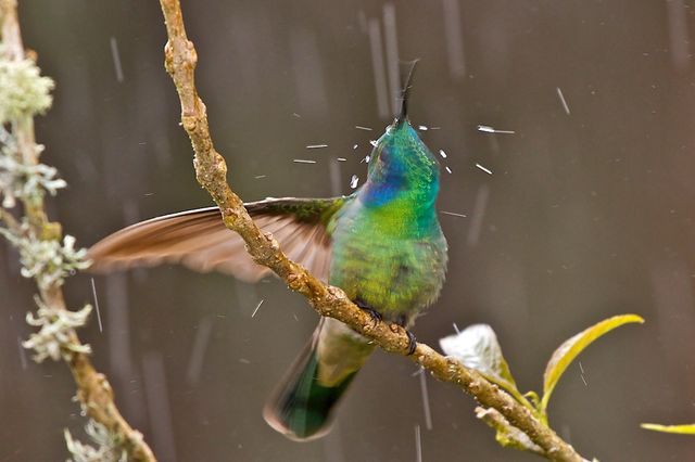 colibri