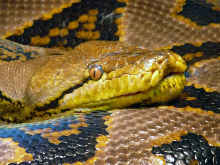 python réticulé
