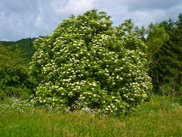 le sureau