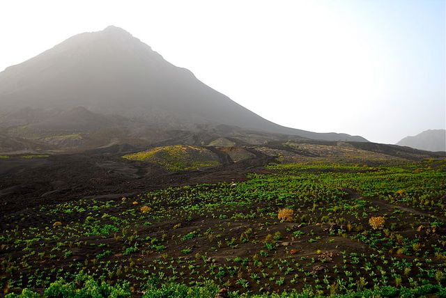 Vignoble de Chã das Caldeiras.