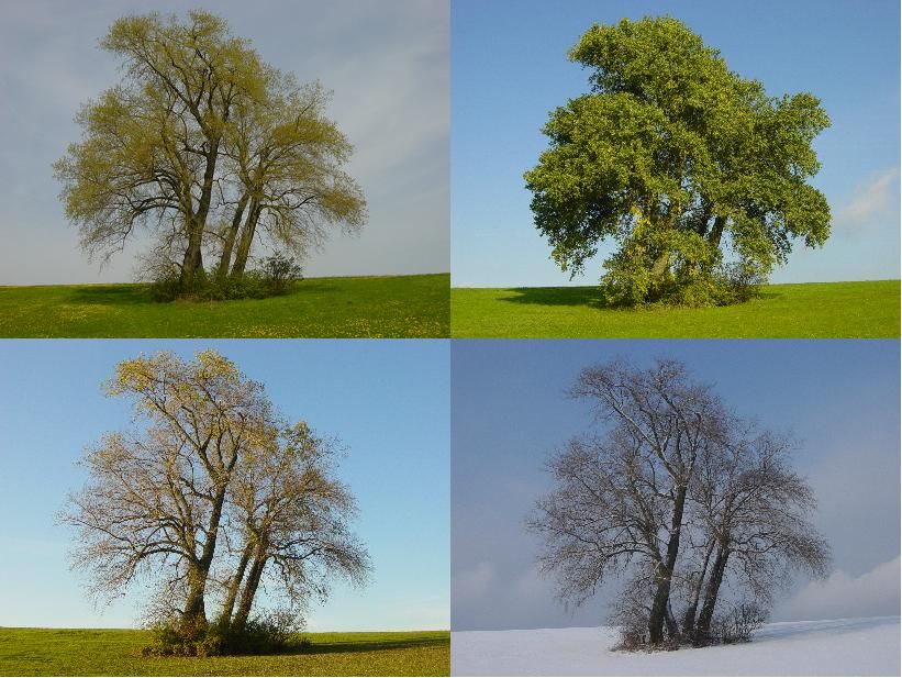 au gré des saisons