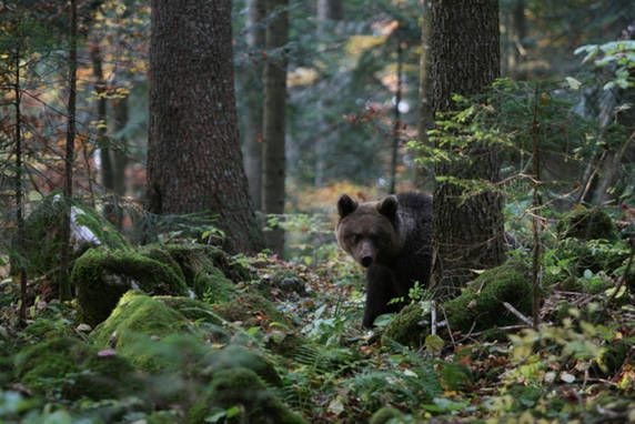 L'Ours brun