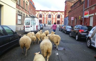 Les Bergers Urbains