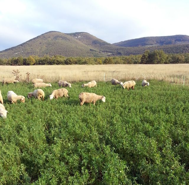 moutons