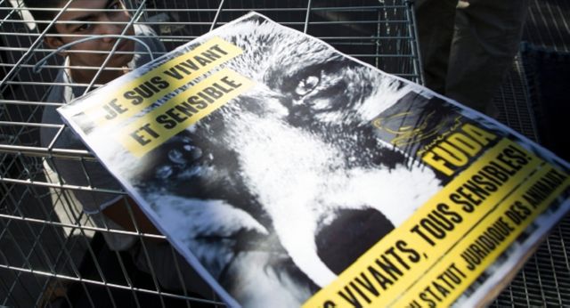 Appel à un rassemblement du collectif FUDA pour une evolution du statut juridique de l’animal.