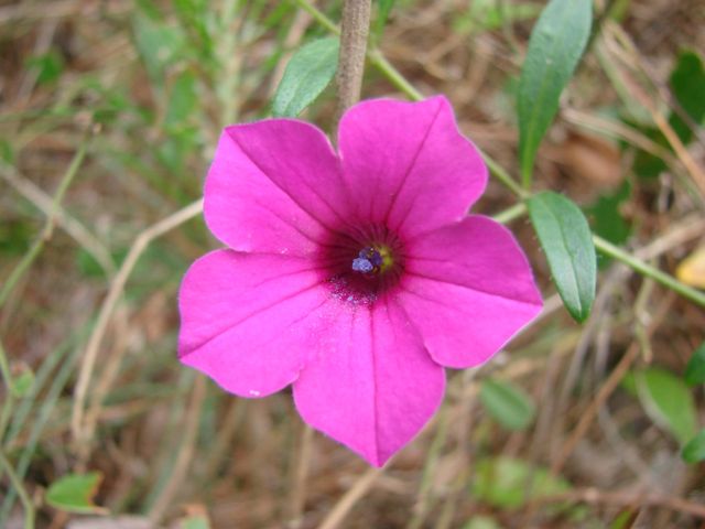 pétunia