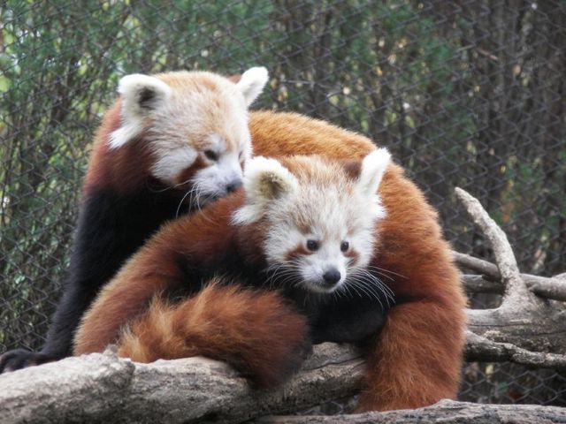Panda roux