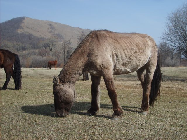 Mongolian horse