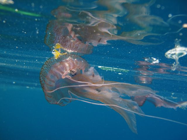 Pelagia noctiluca