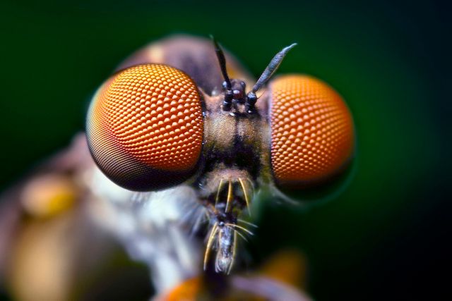 Opo_Terser_-_Compound_Eyes_of_a_Robber_Fly_-_(Holcocephala_fusca)_(by)
