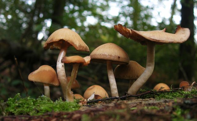 Champignons