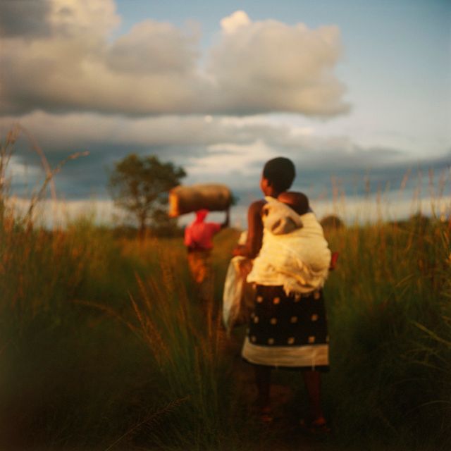 Dans une praire, en Afrique, Harare, Zimbabwe