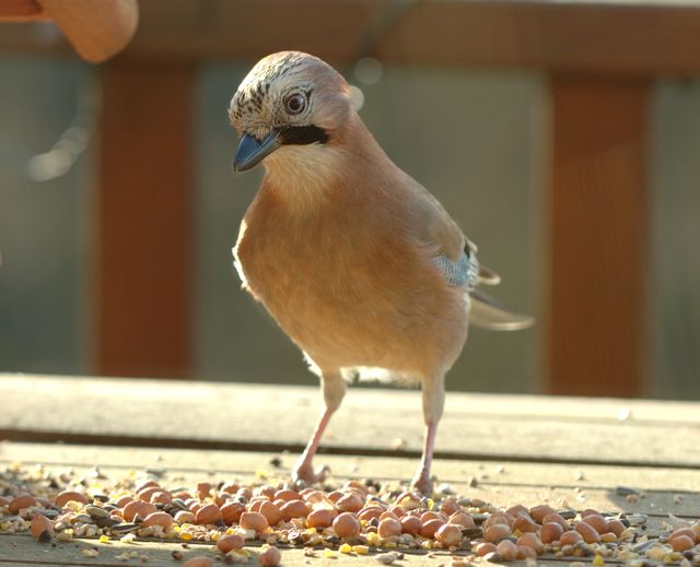 "Garrulus glandarius" : Luc Viatour / Vigie nature