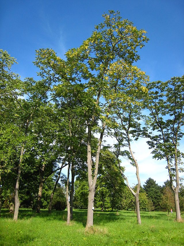 Ailanthus altissima